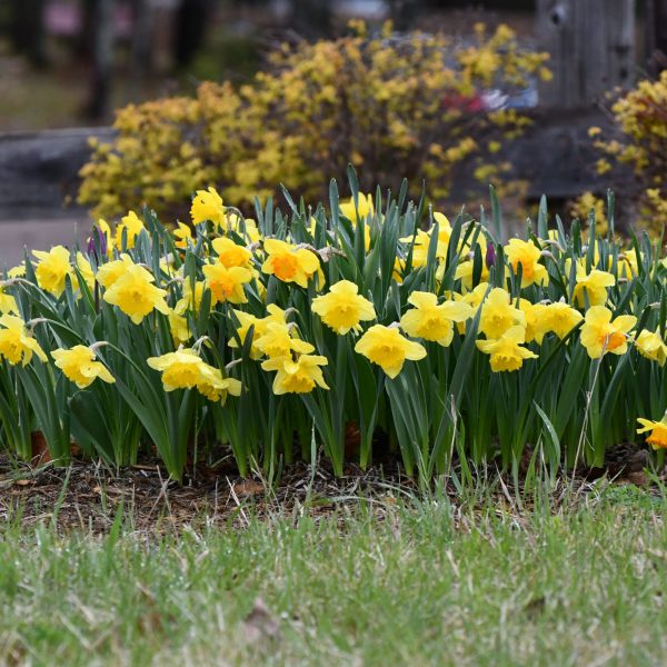 March 2024 Newsletter