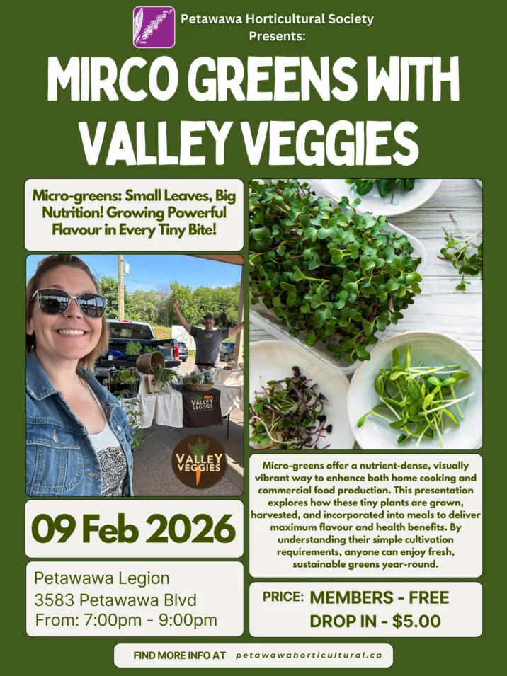 Micro Greens With Valley Veggies